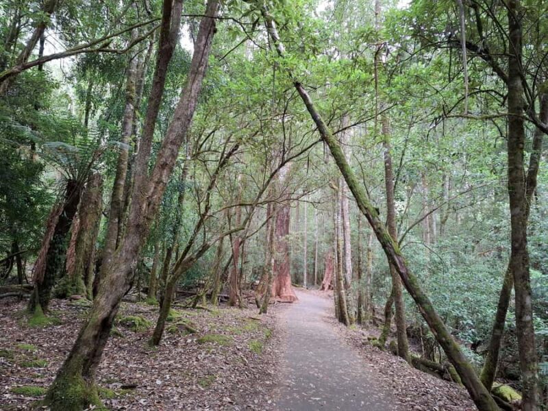 Mt Field Shore Excursion - Who Would Love This Tour?