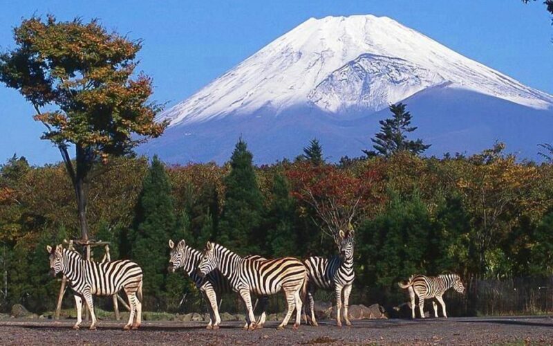 Mt Fuji : 10 hours Private Tour in Luxury Private Car - Good To Know