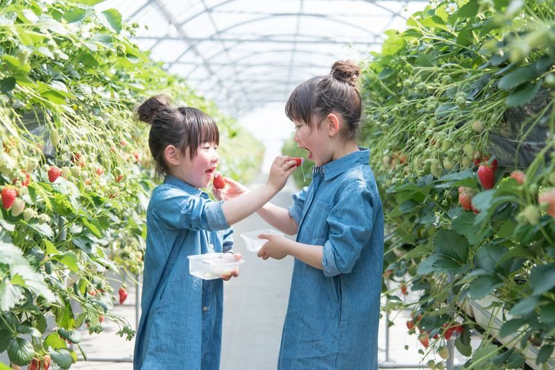 Mt. Fuji 2nd Station Yeti Snow Resort Snow Play/Skiing & Japanese Hot Spring Experience/Strawberry Picking Day Trip (Departing from Shinjuku/Ginza) - Should you book it?