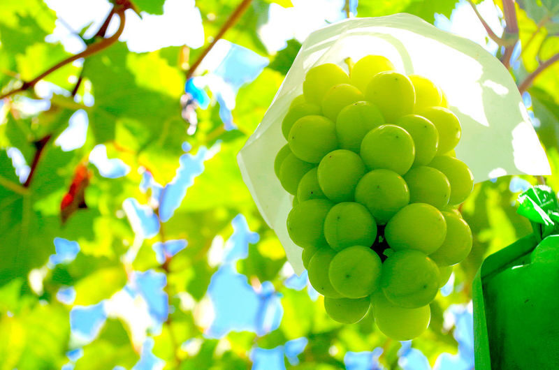 Mt. Fuji 5th Station, Ice Cave Adventure & Seasonal Fruit Picking All-You-Can-Eat Day Bus Tour from Shinjuku - Oishi Park and Lake Kawaguchi bring the classic views