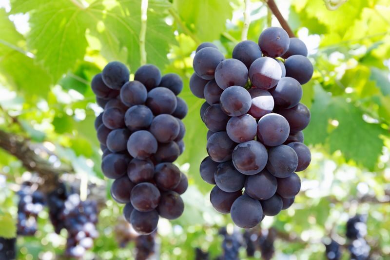 Mt. Fuji 5th Station, Ice Cave Adventure & Seasonal Fruit Picking All-You-Can-Eat Day Bus Tour from Shinjuku - Who should book this Fuji day trip?
