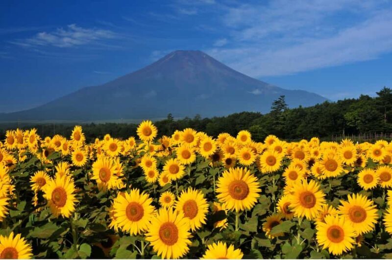 Mt. Fuji 6 Iconic Photo Spots Day Tour from Tokyo - Who Should Consider This Tour?
