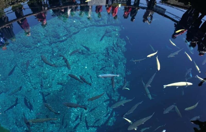 Mt.Fuji 6 Must-See Spots: Oshino& Lake Kawaguchi From Tokyo - Final Thoughts: Who Is This Tour For?