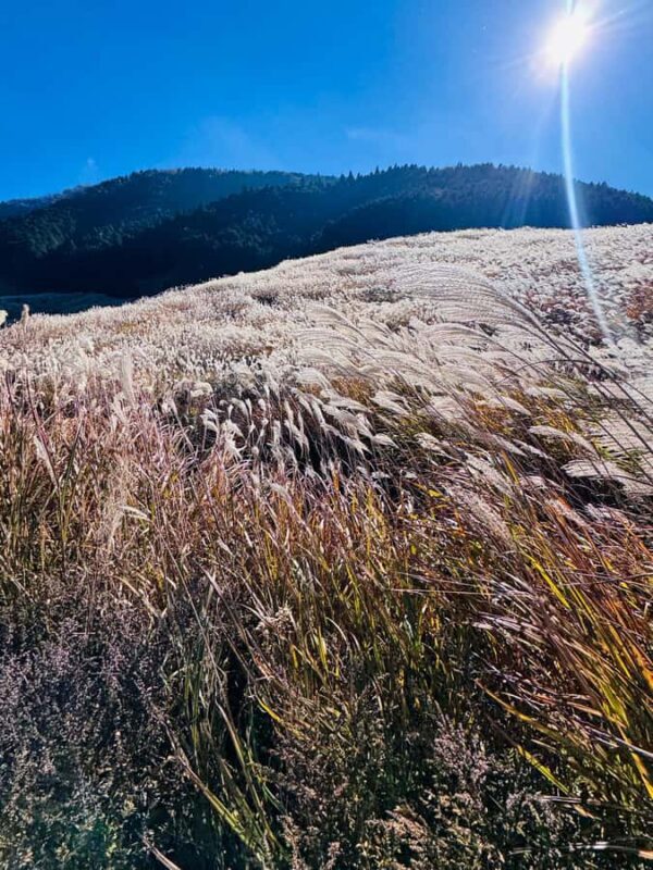 Mt Fuji and Hakone Private Tour With English Speaking Driver - FAQs