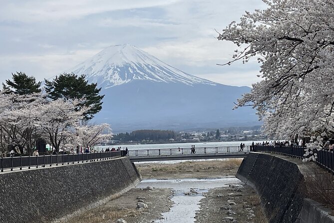 Mt. Fuji and Lake Kawaguchi Sakura Festival Sightseeing Tour - Tour Overview