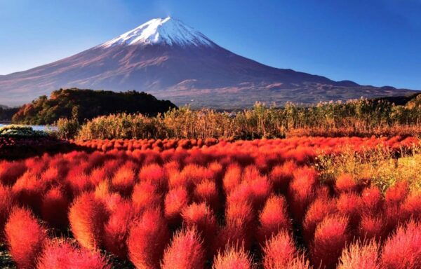 Mt.Fuji, Arakura Pagoda ,Oishi Park, Kawaguchico 1-Day Tour - Frequently Asked Questions
