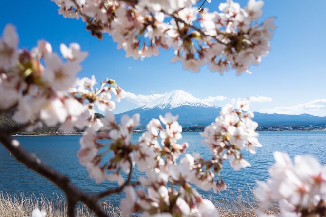 Mt. Fuji Cherry Blossom One Day Tour From Tokyo - Cultural Experiences