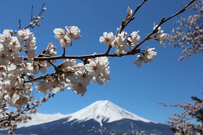 Mt. Fuji Cherry Blossom One Day Tour From Tokyo - Common Questions