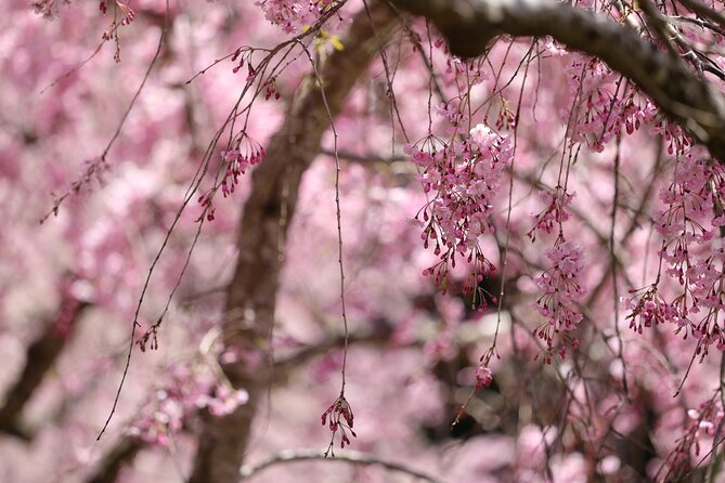 Mt. Fuji Cherry Blossom One Day Tour From Tokyo - The Sum Up
