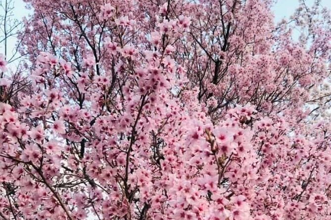 Mt.Fuji Day Tour From Tokyo With Chinese and English Service - Tour Details