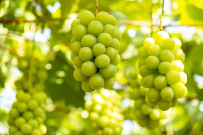Mt. Fuji Day Tour: Narusawa Ice Cave&All-You-Can-Eat Muscat - Katsunuma Winery Visit