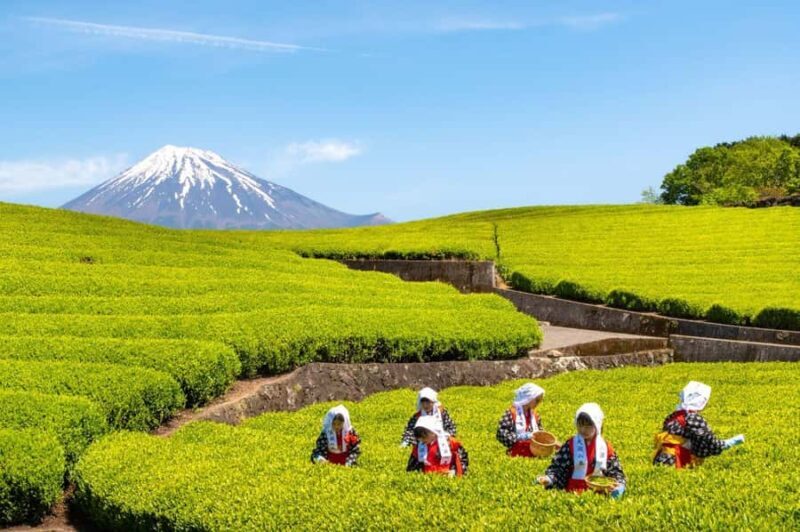 Mt.Fuji Day Trip from Tokyo:Strawberry,Tea Farm(Small Group) - Transportation, Group Size, and Overall Value