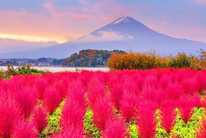 Mt. Fuji Day Trip: Oshino Hakkai, Lake Kawaguchi & Ladder Town - FAQs