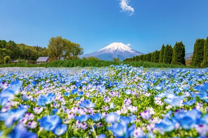 Mt. Fuji Flower Festival Tour With Ropeway Experience From Tokyo - Logistics and Accessibility
