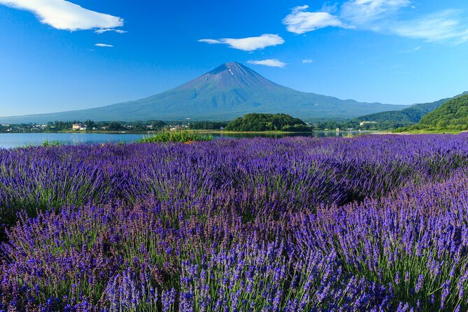 Mt. Fuji Flower Festival Tour With Ropeway Experience From Tokyo - Cancellation and Refund Policies