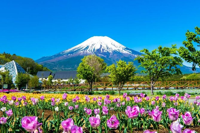 Mt. Fuji Flower Festival Tour With Ropeway Experience From Tokyo - Customer Reviews