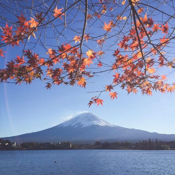 Mt Fuji: Full Day Private Tour From Tokyo by Luxury Vehicle - Transportation Details