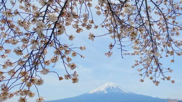 Mt Fuji: Full Day Private Tour From Tokyo by Luxury Vehicle - Customer Testimonials
