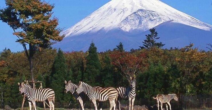Mt Fuji : Highlight Tour and Unforgettable Experience - Activity Details