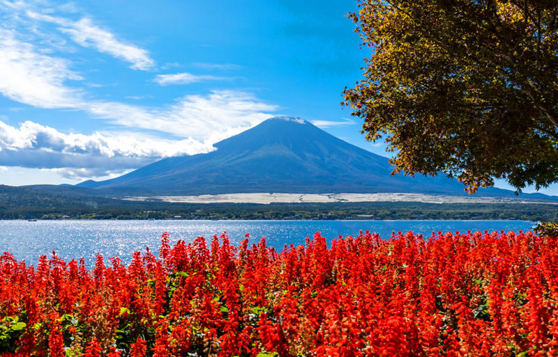 Mt. Fuji Instagram-Worthy Spots Day Tour: Ladder Town, Oshino Hakkai, Lake Kawaguchi, Lawson Convenience Store (Departing from Tokyo Station or Shinjuku Station) - Is the price good value?
