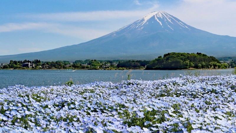 Mt. Fuji Internet-Famous Attractions Small Group Tour (Optional hotel pick-up and drop-off, departing from Tokyo) - Is the starting price good value?