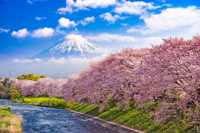 Mt Fuji /Kawaguchi customize private charter car - Introduction to the Tour Experience