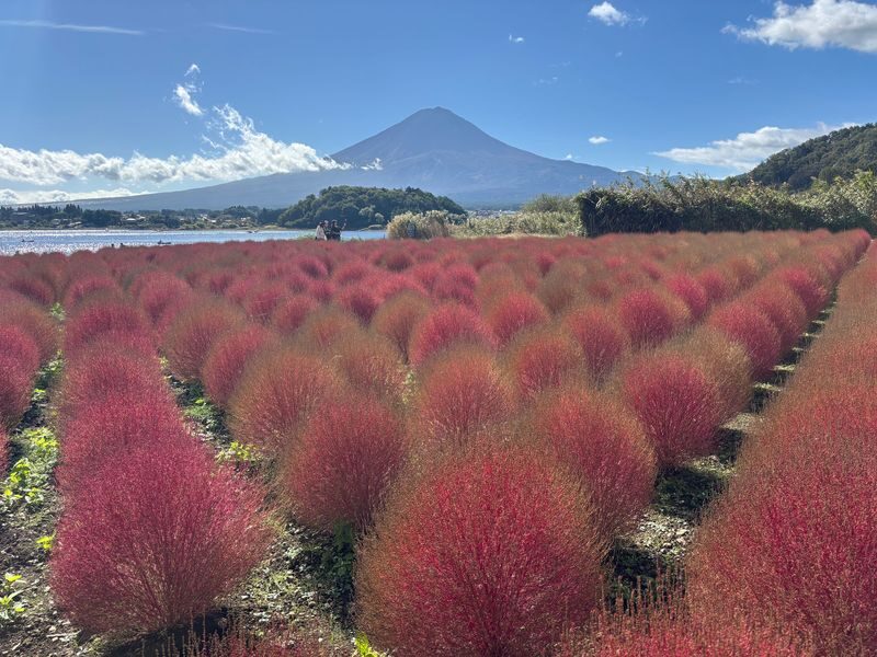 Mt. Fuji & Lake Cruise, handcraft noodles by Professional guide - Oishi Park’s flower-framed views