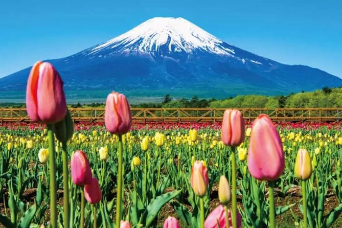 Mt. Fuji Majestic Tours : Shinjuku to Arakurayama and Beyond - Common Questions