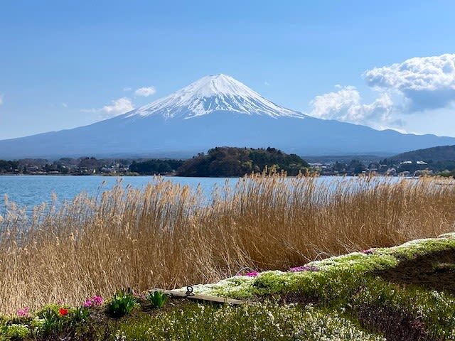 Mt. Fuji, Oishi Park & Arakurayama Pagoda Bus Tour with Lunch - Should you book it?