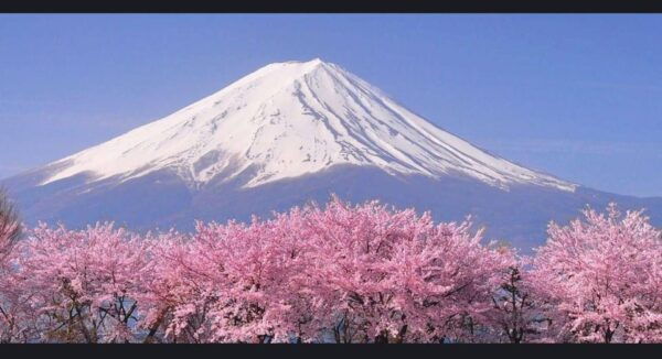 Mt Fuji, Oshino Hakai, Lake Kawaguchi, Lake Ashi 1 Day Tour - Booking and Cancellation Policy