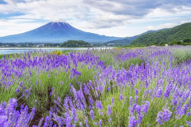 Mt. Fuji Oshino Hakkai and Gotemba Outlets Tour - An In-Depth Look at the Tour Experience