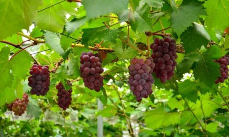 Mt. Fuji, Panoramic Ropeway & Seasonal Fruits Picking - Activity and Booking Options