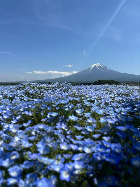 Mt.Fuji Private Tour By Car With English Speaking Guide - Tour Features