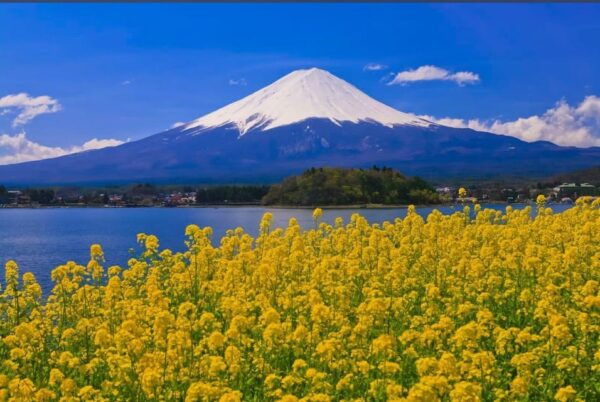 Mt.Fuji Private Tour by Car With Pick and Drp From Tokyo - Travel Tips for Visitors