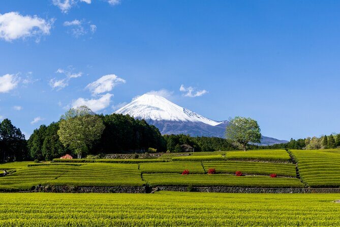 Mt. Fuji Sake and Tea Fields Tour by Private Car - Good To Know