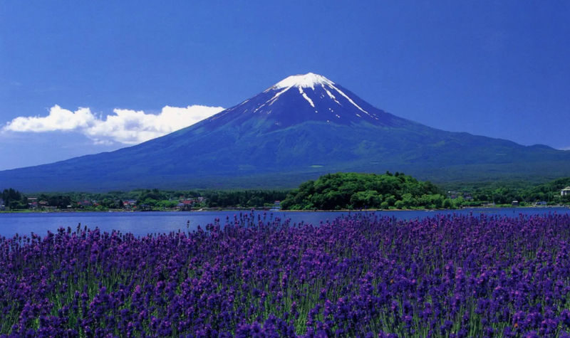 Mt. Fuji Small Group Day Tour: Lake Kawaguchiko Oishi Park & Arakurayama Sengen Park & Oshino Hakkai & Hikawa Clock Shop & Popular Lawson (Departing from Tokyo, optional hotel pick-up and drop-off) - Oishi Park and the seasonal alternatives