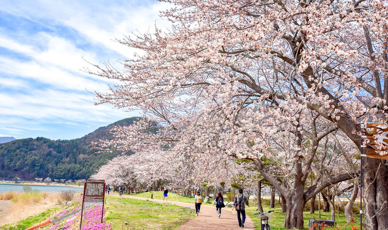 Mt. Fuji Small Group Day Tour: Lake Kawaguchiko Oishi Park & Arakurayama Sengen Park & Oshino Hakkai & Hikawa Clock Shop & Popular Lawson (Departing from Tokyo, optional hotel pick-up and drop-off) - Small group, guide, and transport