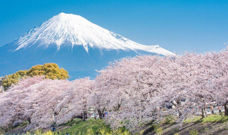 Mt. Fuji Small Group Day Tour: Lake Kawaguchiko Oishi Park & Arakurayama Sengen Park & Oshino Hakkai & Hikawa Clock Shop & Popular Lawson (Departing from Tokyo, optional hotel pick-up and drop-off) - Weather, comfort, and booking details