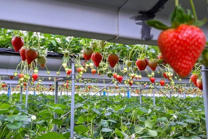 Mt.Fuji Small-Group Tour with Tea Farm,Strawberry Picking&Shrine - Who Will Love This Tour?