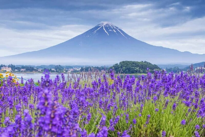 Mt Fuji Top 5 Spots Day Tour: Arakurayama Park,Oshino Hakkai - The Itinerary: What to Expect at Each Stop