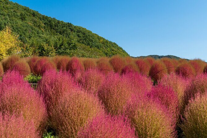 Mt Fuji Tour from Shimizu Port by Private Car - Who Is This Tour Best Suited For?