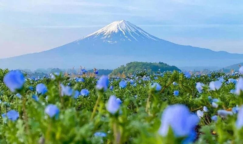 Mt. Fuji Tour: Lake Kawaguchiko Ropeway,Matcha,Oshino Hakkai - Introduction: What to Expect from the Tour