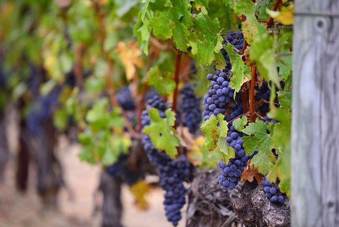 Mt Fuji Wineries Half-Day Tour - Common Questions