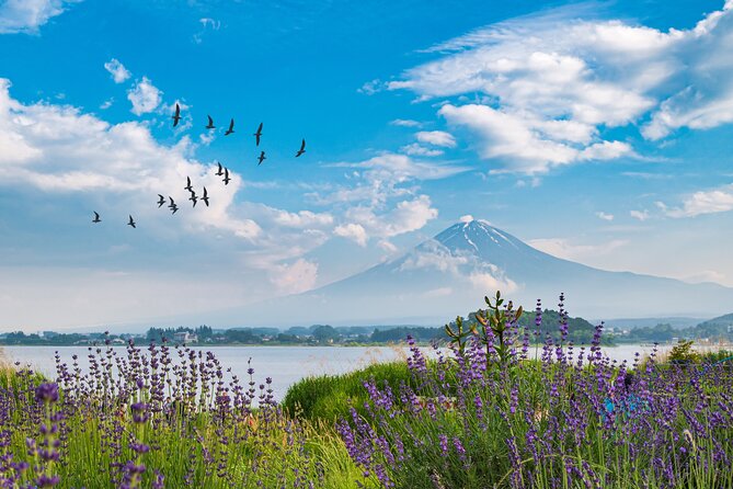 Mt. Fuji's Fifth Station & Lake Kawaguchiko Cycling Tour - Maximum Capacity and Group Size