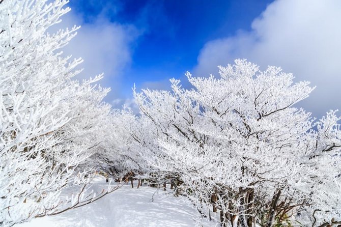 Mt. Gozaisho Ropeway, Nabana No Sato for Illumination and Begonia Garden! - Participation and Language