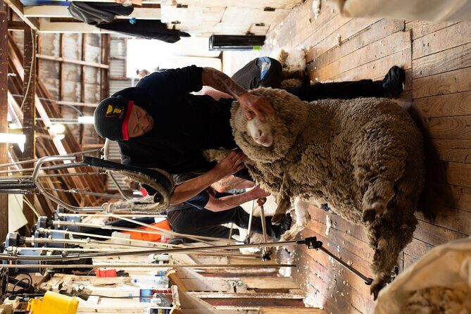 Mt. Hay Farm Experience Genuine Country Farming(Carbon Positive) - A Genuine Look at New Zealand High-Country Farming