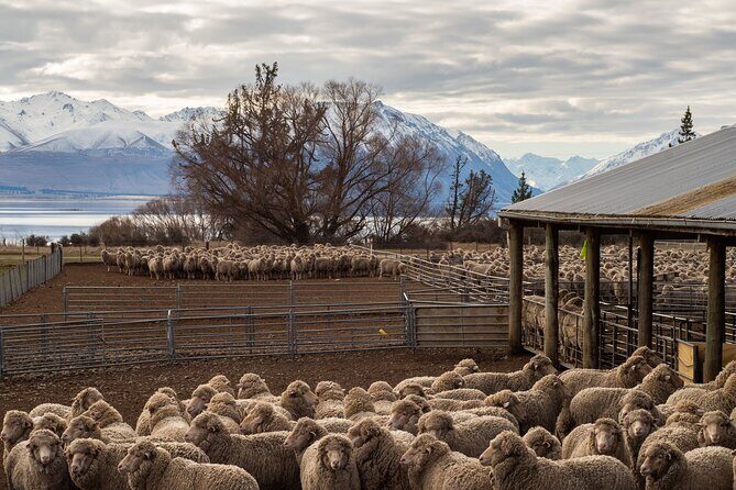 Mt. Hay Farm Experience Genuine Country Farming(Carbon Positive) - What the Tour Entails: A Step-by-Step Overview