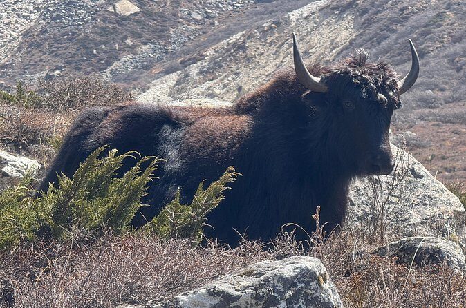 Mt. Kanchenjunga South to North Base Camp Trekking - The Sum Up