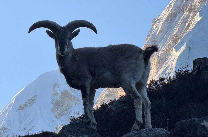 Mt. Kanchenjunga South to North Base Camp Trekking - FAQ