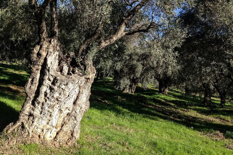 Mt. Parnassos: Mountain Bike in Altitude Forest - The Experience and Authentic Touches